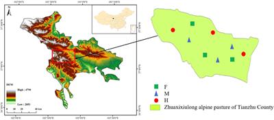 Grazing led to an increase in the root: shoot ratio and a shallow root system in an alpine meadow of the Tibetan plateau